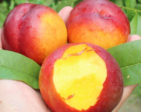 吃油桃可以補血嗎 含鐵量較高,促進血紅蛋白合成